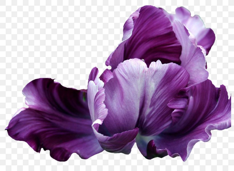 Flower Tulip Animaatio Blume, PNG, 800x600px, Flower, Animaatio, Blume, Bulb, Cut Flowers Download Free