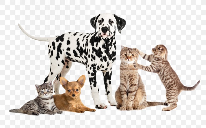 Garden City Park Animal Hospital Pet Stock Photography Royalty-free, PNG, 1200x750px, Pet, Animal, Animal Shelter, Carnivoran, Cat Download Free