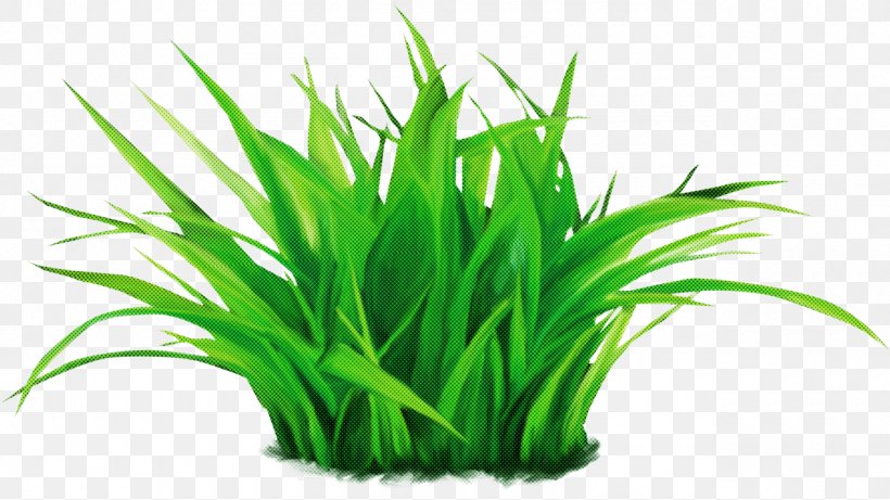 Grass Green Plant Aquarium Decor Grass Family, PNG, 1280x721px, Grass, Aquarium Decor, Chives, Flowering Plant, Grass Family Download Free