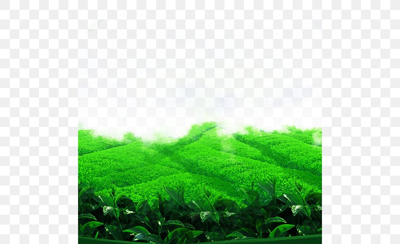 Teapot Tea Set Download, PNG, 500x500px, Tea, Agriculture, Computer, Field, Google Images Download Free