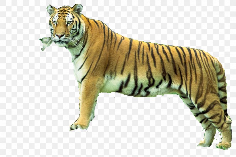 Bengal Tiger Sundarbans Sariska Tiger Reserve Animal, PNG, 1122x750px, Bengal Tiger, Animal, Animal Figure, Animal Sanctuary, Bengal Download Free