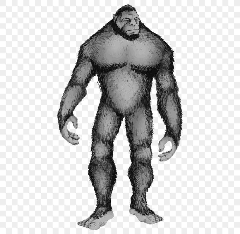 Bigfoot Skunk Ape Pacific Northwest Cryptozoology, PNG, 475x800px, Bigfoot, Ape, Arm, Black And White, Cryptozoology Download Free