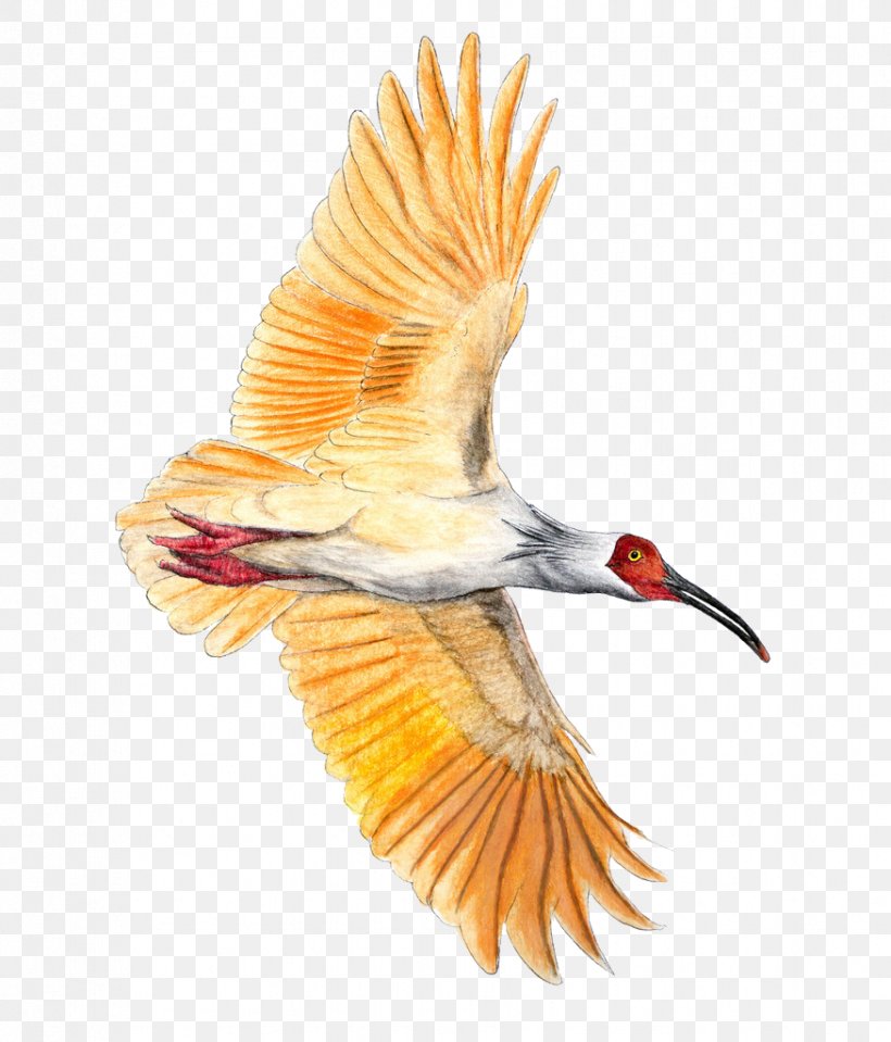 Bird Crested Ibis Colored Pencil, PNG, 875x1024px, Bird, Animation, Beak, Colored Pencil, Crested Ibis Download Free