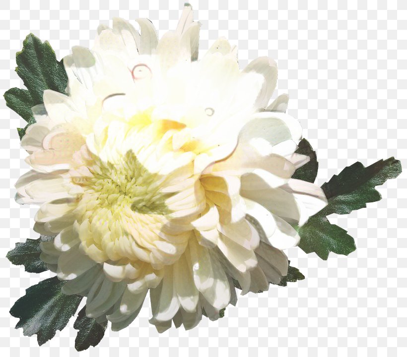 Chrysanthemum Tea Oxeye Daisy Flower White Chrysanthemum, PNG, 808x720px, Chrysanthemum, Artificial Flower, Aster, Birth Flower, Chinese Peony Download Free