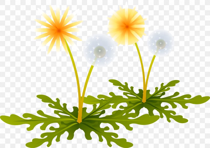 Dandelion, PNG, 1200x845px, Dandelion, Chamaemelum Nobile, Chrysanths, Daisy, Daisy Family Download Free