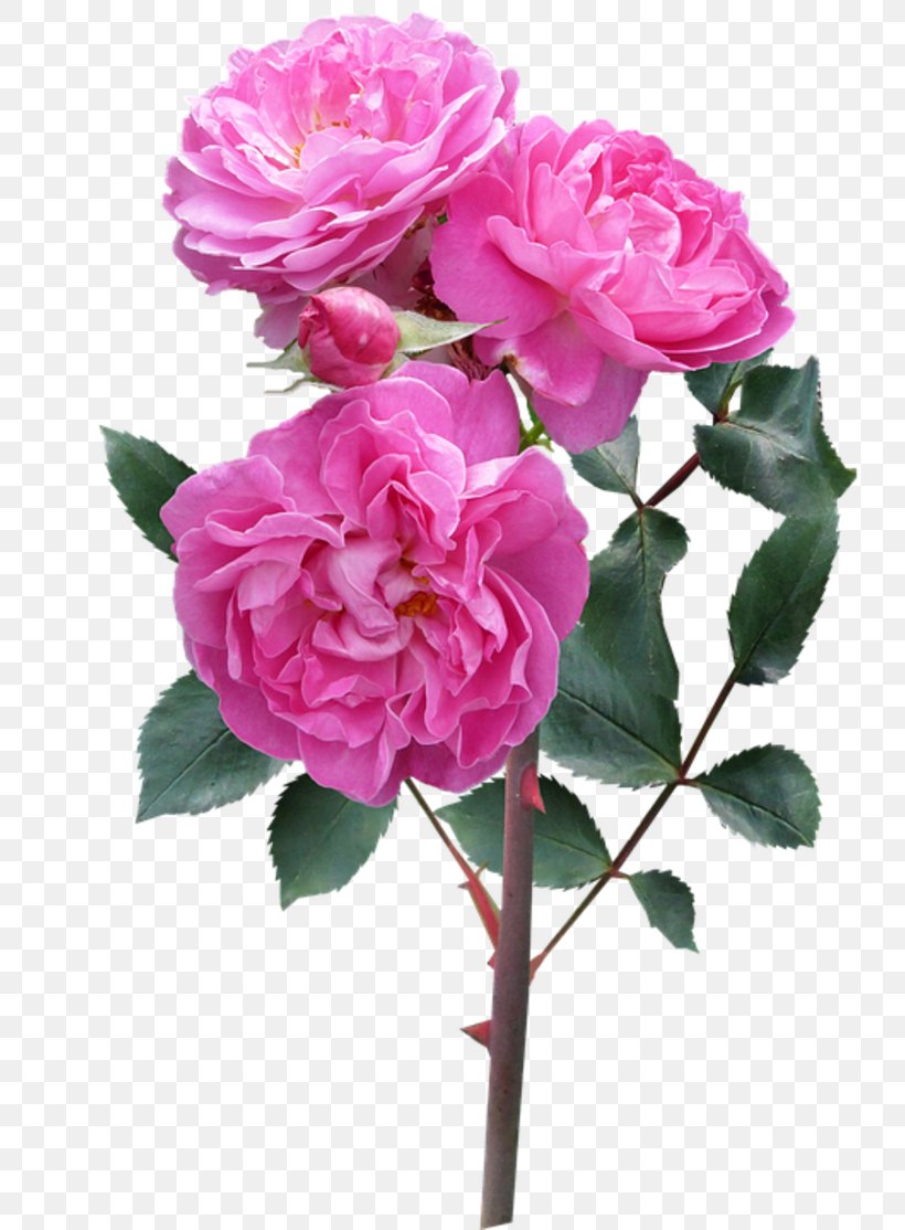Garden Roses Cabbage Rose French Rose Floribunda Memorial Rose, PNG, 800x1114px, Garden Roses, Annual Plant, Artificial Flower, Cabbage Rose, China Rose Download Free