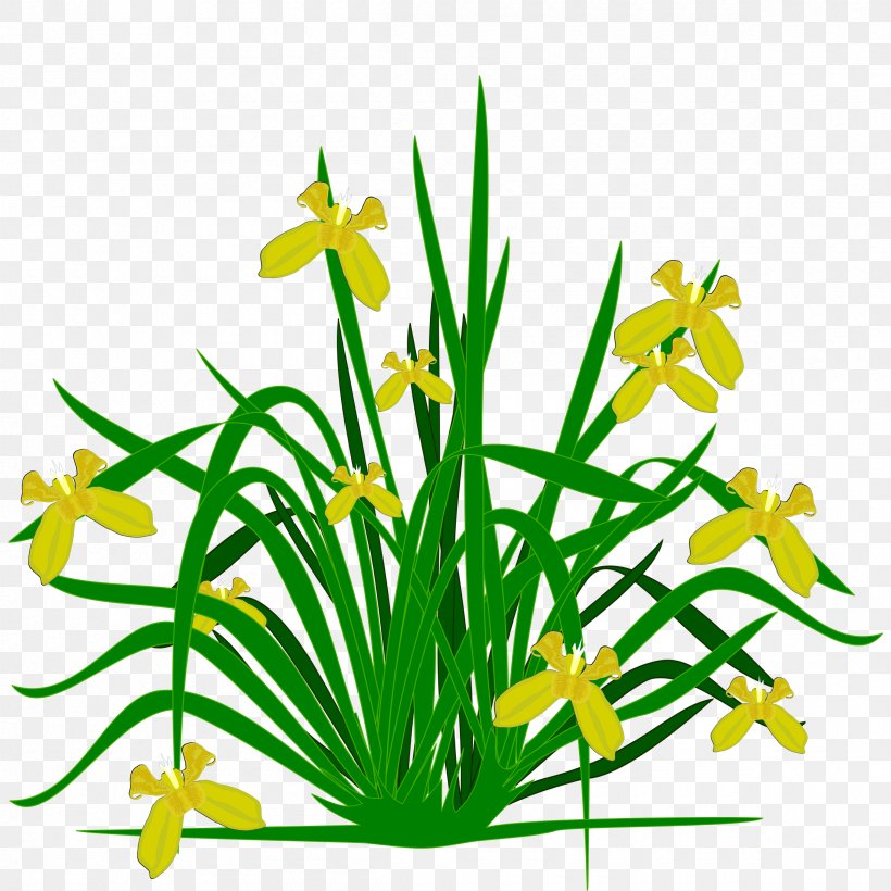 Northern Blue Flag Iris Pseudacorus Plant Iris Family Clip Art, PNG, 2400x2400px, Northern Blue Flag, Artwork, Cartoon, Flora, Flower Download Free