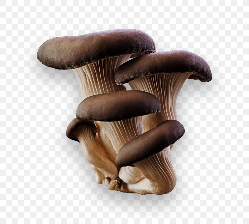 Oyster Mushroom Pleurotus Eryngii Edible Mushroom, PNG, 740x740px, Oyster Mushroom, Common Mushroom, Edible Mushroom, Food, Fungus Download Free
