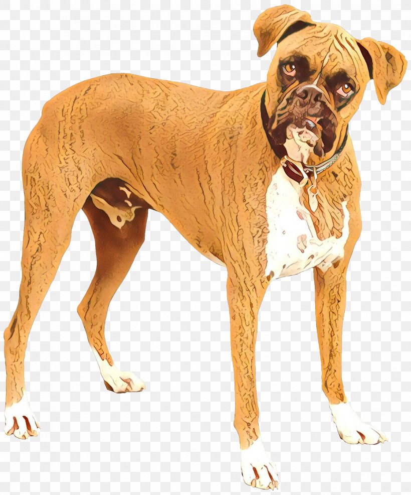 Cartoon Dog, PNG, 1777x2137px, Boxer, Ancient Dog Breeds, Breed, Bullmastiff, Companion Dog Download Free