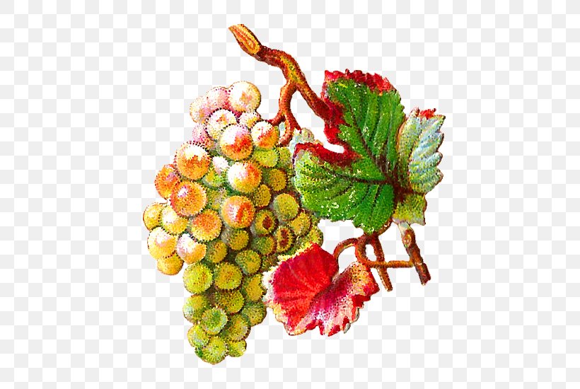 Common Grape Vine Clip Art Juice, PNG, 492x550px, Grape, Common Grape Vine, Flowering Plant, Food, Fruit Download Free