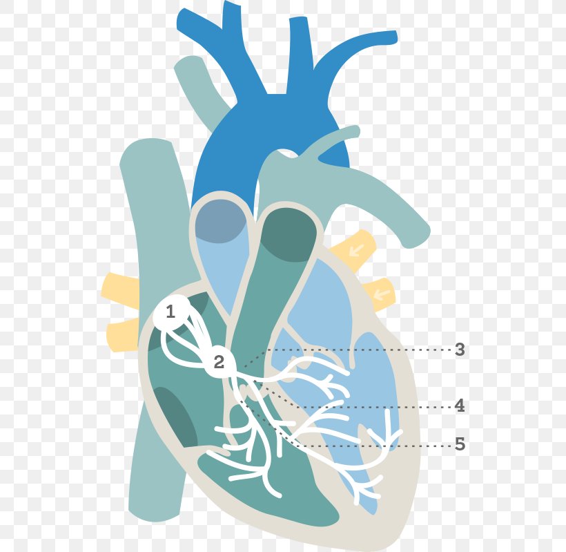 Electrocardiography Electrical Conduction System Of The Heart Ventricle Atrium, PNG, 528x799px, Watercolor, Cartoon, Flower, Frame, Heart Download Free