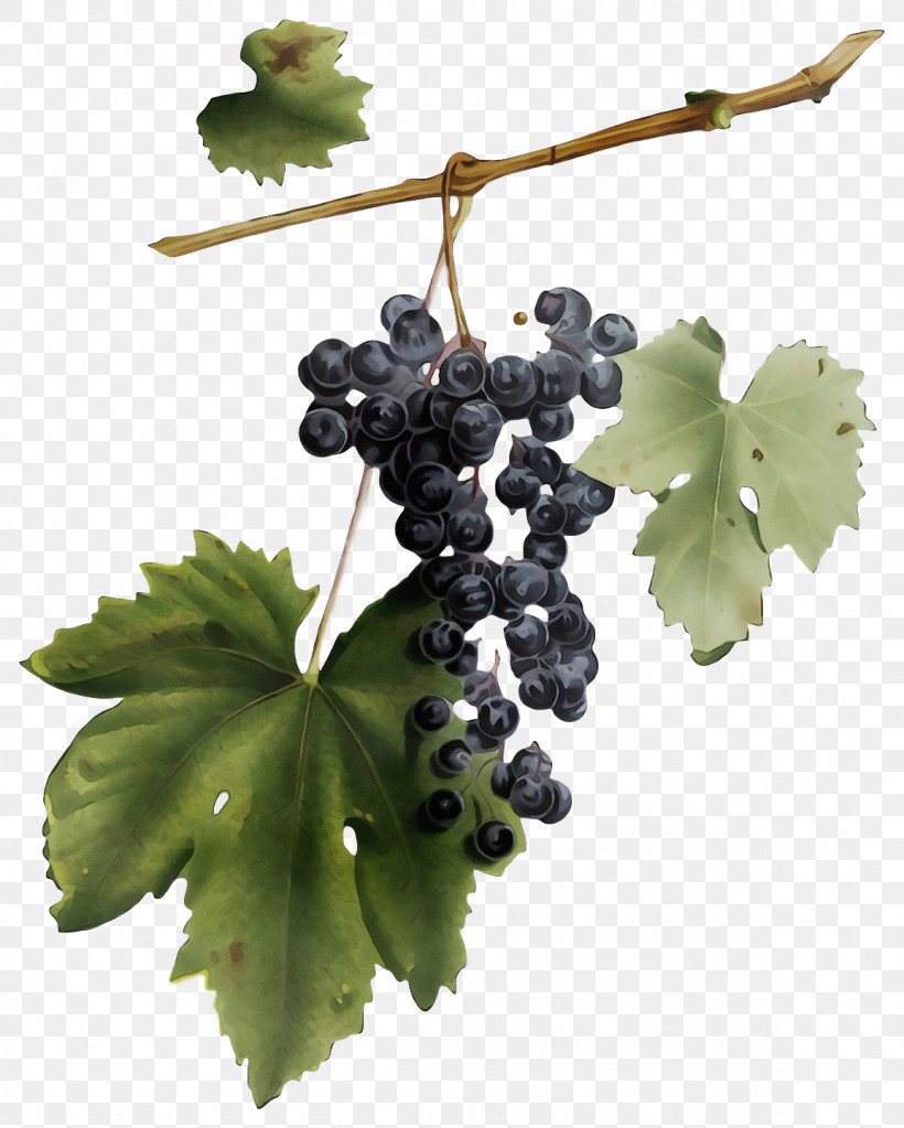 Grape Seedless Fruit Grape Leaves Fruit Grapevines, PNG, 1154x1440px, Watercolor, Fruit, Grape, Grape Leaves, Grapevines Download Free