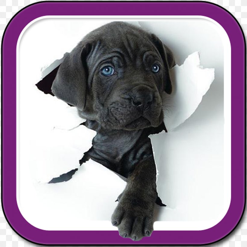 Puppy Komondor Pug Bull Terrier Pet, PNG, 1024x1024px, Puppy, Animal, Arctic Wolf, Bull Terrier, Bullmastiff Download Free