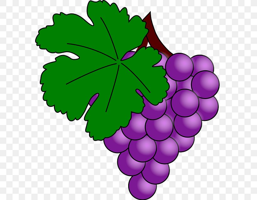 Common Grape Vine Clip Art Openclipart Free Content, PNG, 595x640px, Common Grape Vine, Document, Flowering Plant, Food, Fruit Download Free