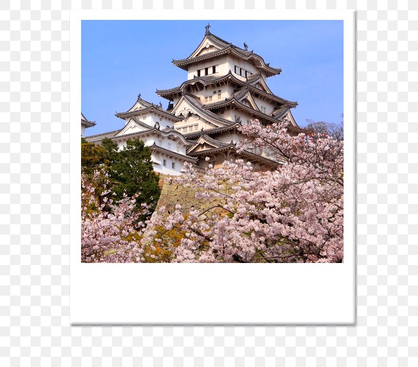 Himeji Castle Edo Castle Osaka Japanese Castle, PNG, 630x720px, Himeji Castle, Castle, Cherry Blossom, Chinese Architecture, Edo Castle Download Free