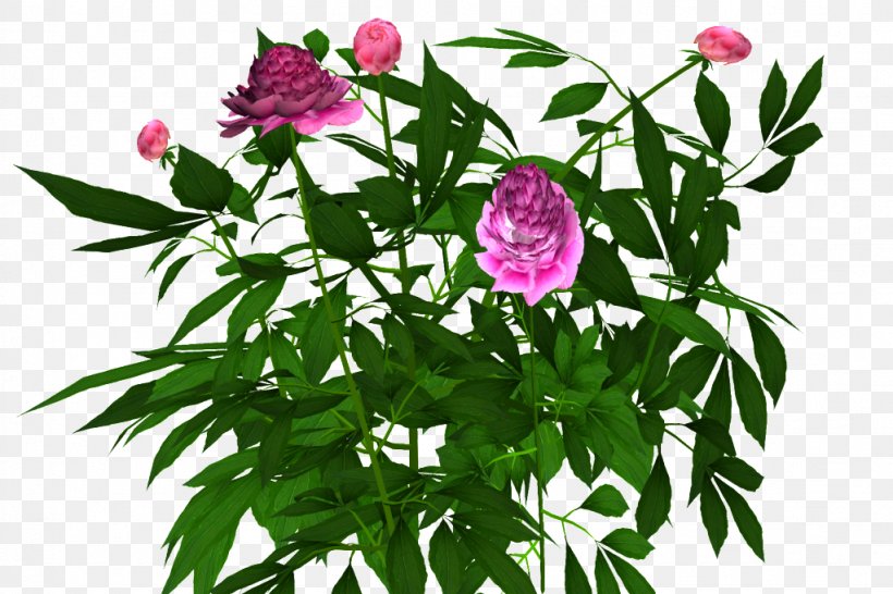 Peony Shrub Cut Flowers Plant, PNG, 1023x682px, Peony, Annual Plant, Chlamydomonas, Cut Flowers, Floral Design Download Free