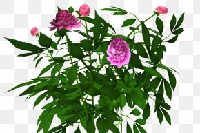Pink Peony - Peony Shrub Cut Flowers Plant PNG