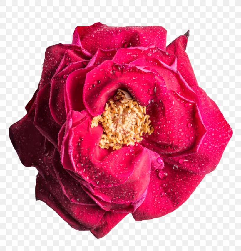 Rose Flower Desktop Wallpaper, PNG, 874x913px, Rose, Cut Flowers, Floral Design, Floribunda, Flower Download Free