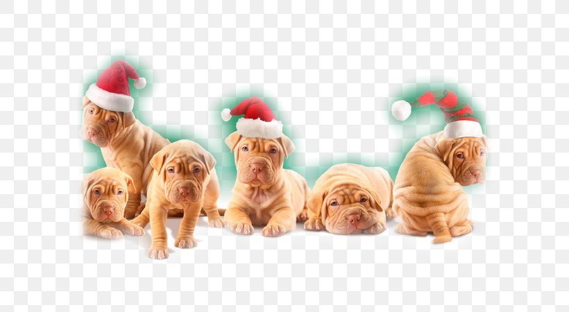 Shar Pei Puppy Christmas Desktop Wallpaper New Year, PNG, 600x450px, 2017, 2018, Shar Pei, Carnivoran, Christmas Download Free