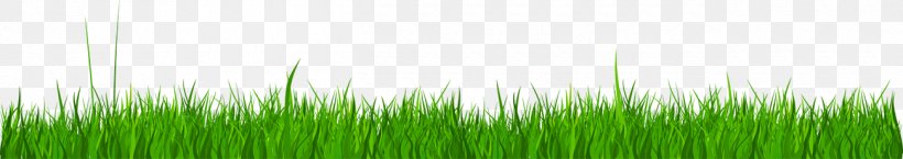 Wheatgrass, PNG, 1300x230px, Wheatgrass, Grass, Grass Family, Green, Plant Download Free