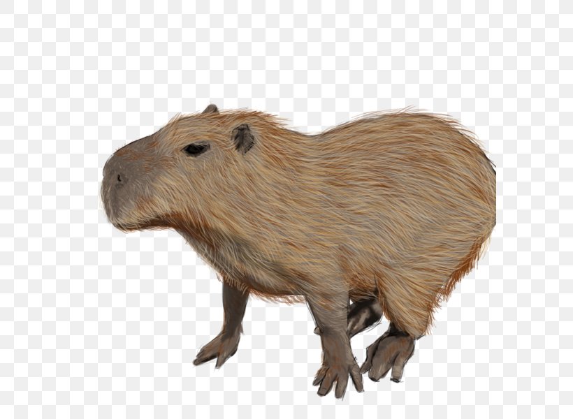 Capybara Rodent Guinea Pig Beaver Animal, PNG, 600x600px, Capybara, Animal, Beaver, Drawing, Fauna Download Free