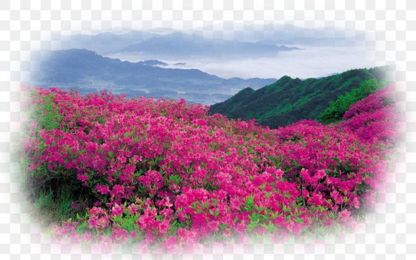 Flower Garden Landscape Desktop Wallpaper, PNG, 1280x800px, 8k Resolution, Flower, Display Resolution, Ecosystem, Flora Download Free