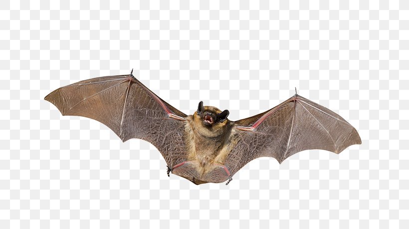 Little Brown Bat Mammal Animal Nocturnality, PNG, 700x459px, Bat, Animal, Animal Control And Welfare Service, Bat Wing Development, Big Brown Bat Download Free