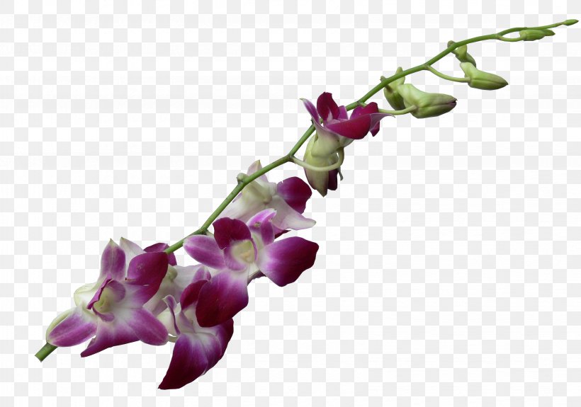 Moth Orchids Cut Flowers Dendrobium, PNG, 3264x2292px, Moth Orchids, Blossom, Boat Orchid, Branch, Bud Download Free