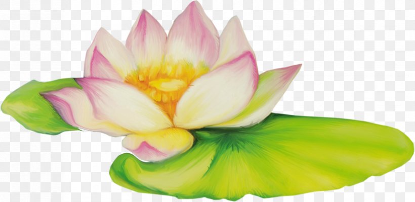 Nelumbo Nucifera Flower Drawing Clip Art, PNG, 1653x806px, Nelumbo Nucifera, Aquatic Plant, Aquatic Plants, Cut Flowers, Drawing Download Free