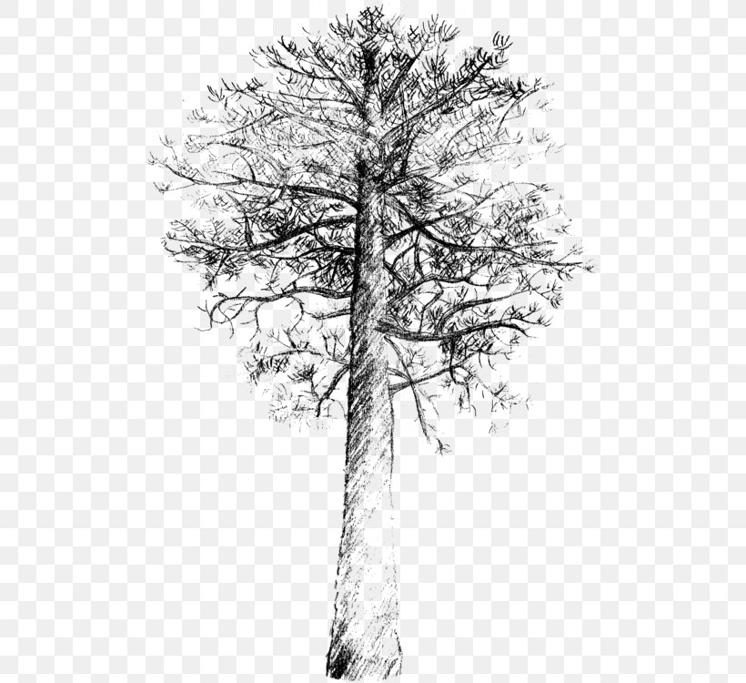 Tree Trunk Drawing, PNG, 530x750px, Loblolly Pine, American Larch, Blackandwhite, Branch, Conifer Cone Download Free