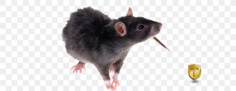 Brown Rat Rodent Black Rat Laboratory Rat Stock Photography, PNG, 900x350px, Brown Rat, Black Rat, Krysa, Laboratory Rat, Mammal Download Free