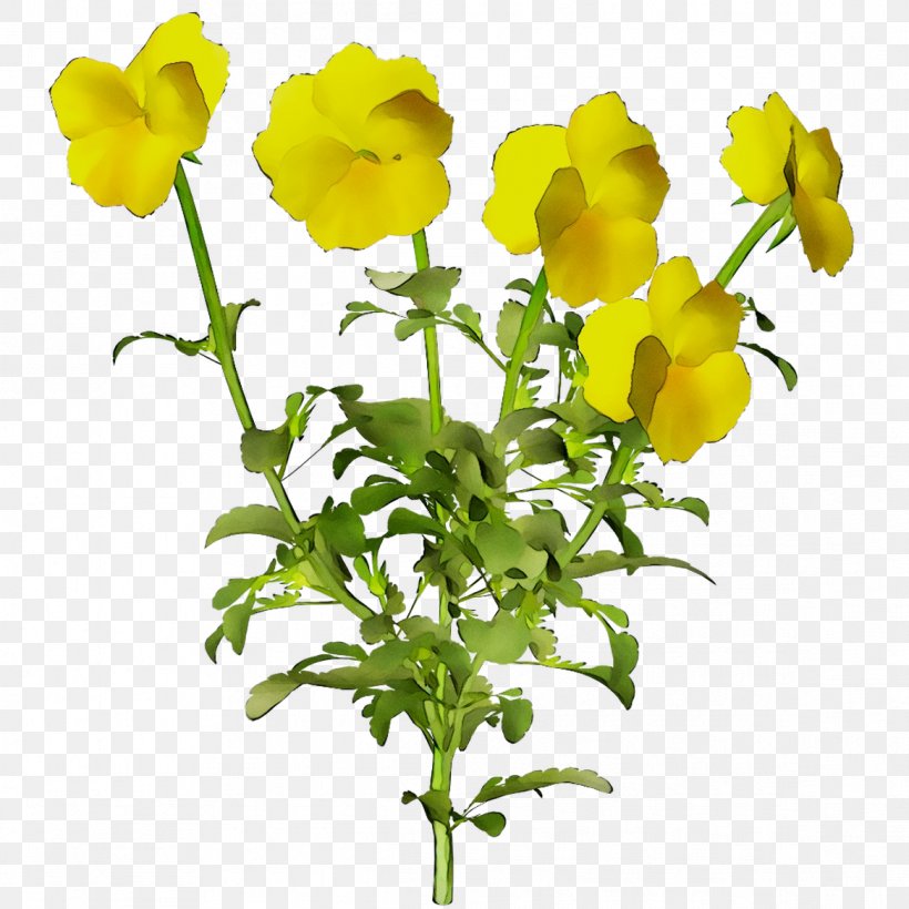 Cut Flowers Mustard Plant Yellow Plant Stem Herbaceous Plant, PNG, 1167x1167px, Cut Flowers, Buttercup, Evening Primrose, Evening Primrose Family, Flower Download Free