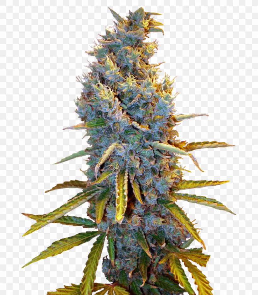 Seed Cultivar Всхожесть семян Hemp Conifer Cone, PNG, 1400x1600px, Seed, Buyer, Cannabis, Caramel, Cash On Delivery Download Free