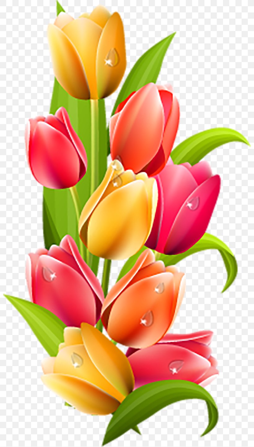Tulip Desktop Wallpaper Clip Art, PNG, 800x1441px, Tulip, Color, Cut Flowers, Drawing, Floral Design Download Free