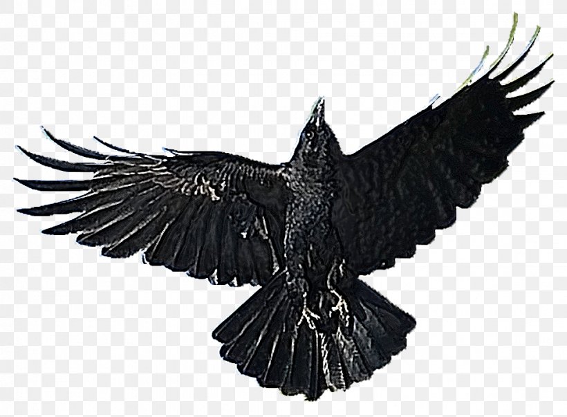 American Crow Bird Clip Art, PNG, 979x720px, American Crow, Accipitriformes, Beak, Bird, Bird Of Prey Download Free