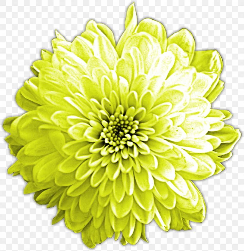 Chrysanthemum Dahlia Cut Flowers Petal, PNG, 1167x1200px, Chrysanthemum, Annual Plant, Chrysanths, Cut Flowers, Dahlia Download Free