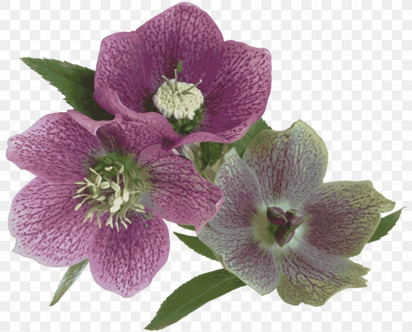 Dendrobium Herbaceous Plant, PNG, 900x726px, Dendrobium, Flower, Flowering Plant, Herbaceous Plant, Plant Download Free
