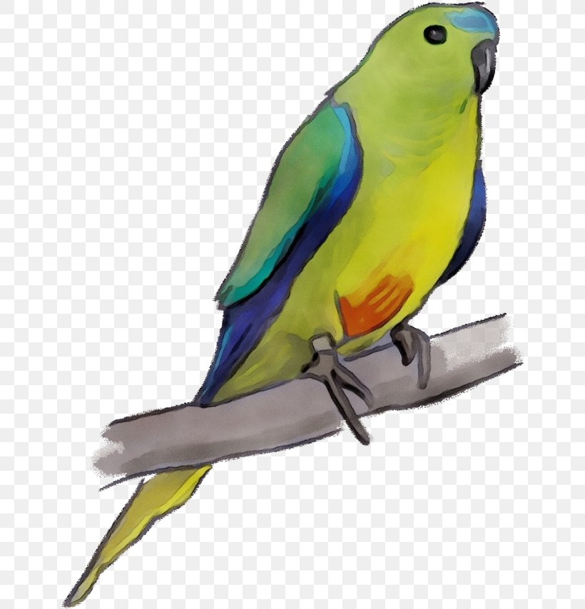 Lovebird, PNG, 650x854px, Watercolor, Beak, Bird, Budgie, Feather Download Free