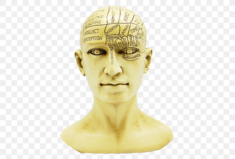 Phrenology Skull Forehead Jaw, PNG, 555x555px, Phrenology, Classical Sculpture, Figurine, Forehead, Head Download Free