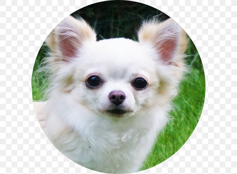 Chihuahua Pomeranian Tibetan Spaniel Chinese Imperial Dog Dog Breed, PNG, 603x603px, Chihuahua, Animal, Canidae, Carnivora, Carnivoran Download Free