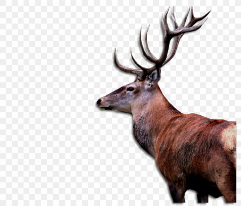 Elk Reindeer White-tailed Deer Animal, PNG, 936x800px, Elk, Animal, Antler, Cars, Deer Download Free