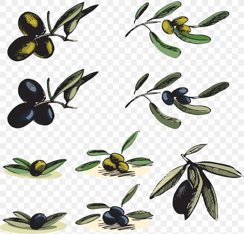 Kritsa Olive Oil Clip Art, PNG, 5698x5460px, Kritsa, Branch, Chinese Olive Tree, Drawing, Food Download Free