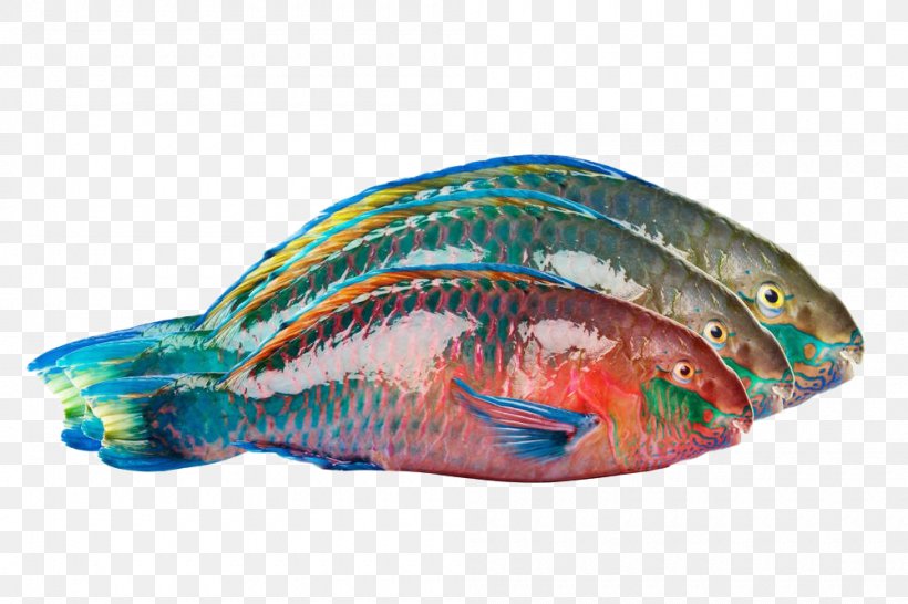 Parrotfish Photography, PNG, 1000x666px, Parrotfish, Animal, Banco De Imagens, Blood Parrot Cichlid, Bony Fish Download Free