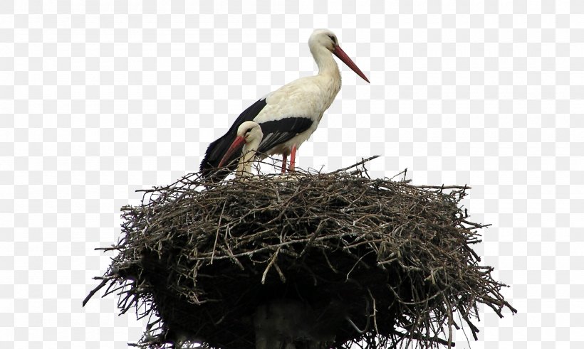 Bird Nest Parrot White Stork, PNG, 2000x1200px, Bird, Beak, Bird Nest, Ciconiiformes, Fauna Download Free