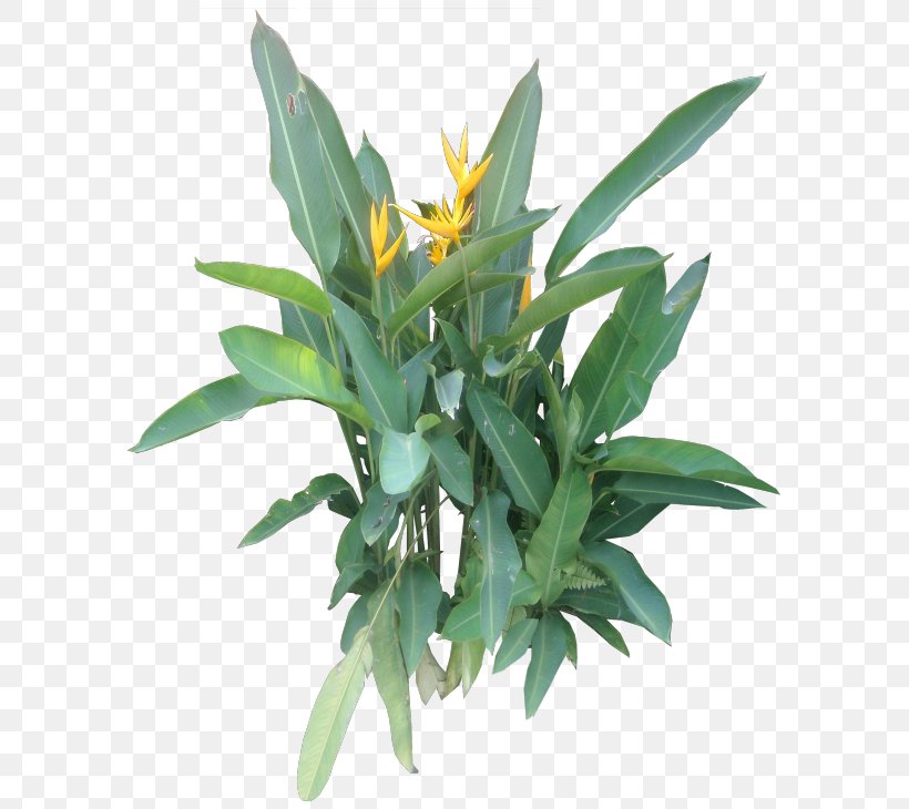 Herbaceous Plant Flowerpot Houseplant, PNG, 600x730px, Herb, Flowerpot, Herbaceous Plant, Herbalism, Houseplant Download Free