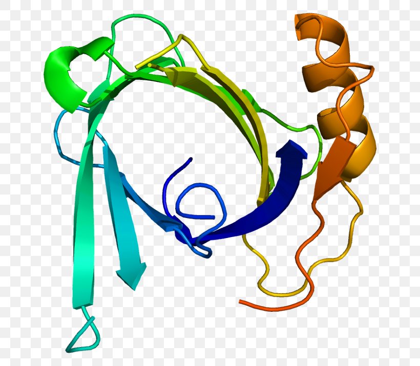 Lipocalin-2 Lipocalin 1 Protein Protease, PNG, 700x715px, Lipocalin, Artwork, Cysteine Protease, Enzyme Inhibitor, Extracellular Download Free