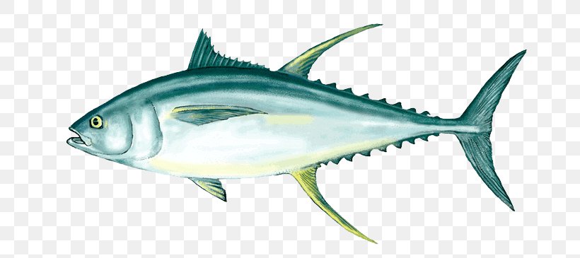 Tuna Fish Sandwich Bigeye Tuna Yellowfin Tuna Albacore, PNG, 700x365px, Tuna Fish Sandwich, Albacore, Atlantic Bluefin Tuna, Bigeye Tuna, Bonito Download Free