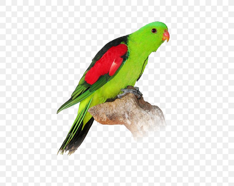 Turquoise Parrot Lovebird Budgerigar, PNG, 545x652px, Parrot, Animal, Australian King Parrot, Australian Ringneck, Beak Download Free
