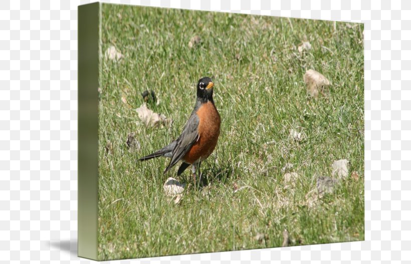 Bird American Robin European Robin, PNG, 650x527px, Bird, American Robin, Beak, European Robin, Fauna Download Free