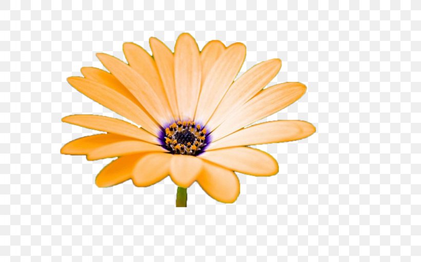 Clip Art, PNG, 1024x640px, Computer Graphics, Calendula, Chrysanthemum, Daisy, Daisy Family Download Free